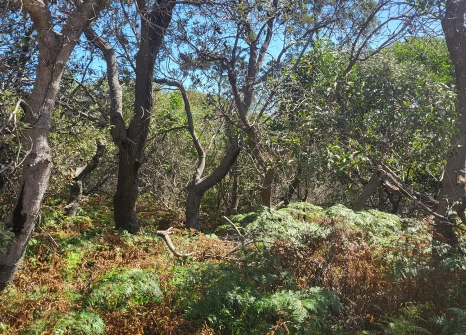 Kampkulcha Hotel Point Lookout Campsite